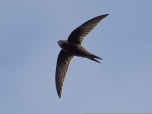 Farmhill declared vital swift conservation area 