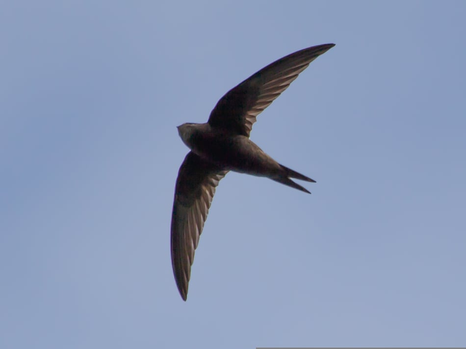 Farmhill declared vital swift conservation area 