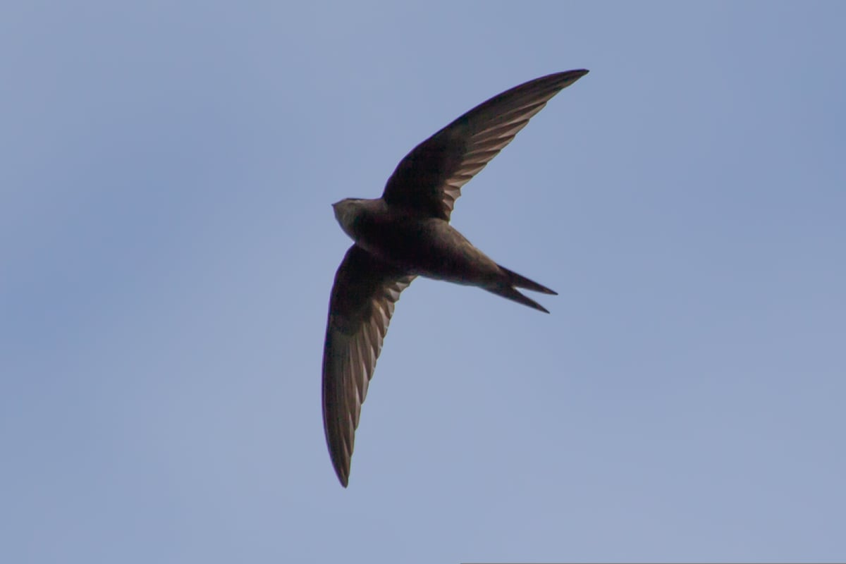 Farmhill declared vital swift conservation area in Isle of Man