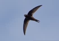 Farmhill declared vital swift conservation area in Isle of Man