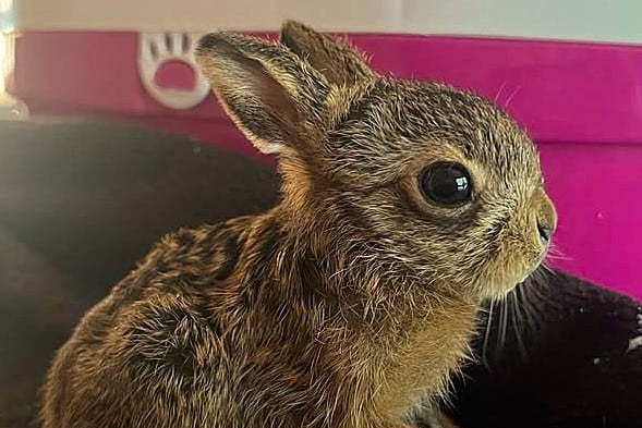 Leveret