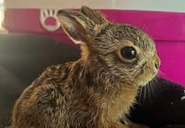 'We think hares should always be shot using a camera - not a gun'