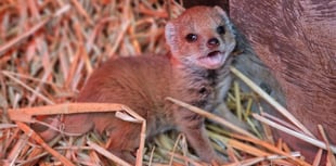 Escaped mongoose spotted 16 miles from wildlife park