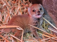 Escaped mongoose spotted 16 miles from wildlife park