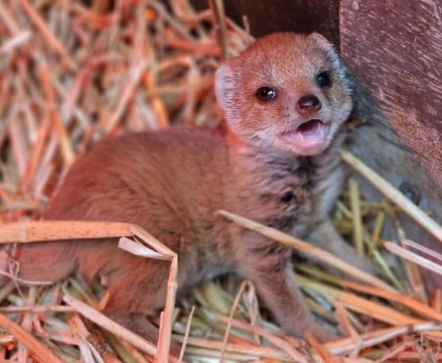 Escaped mongoose spotted 16 miles from wildlife park