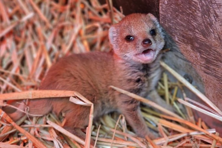 Gef the Mongoose, picture shortly after his birth in September
