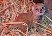 Escaped mongoose spotted 16 miles from wildlife park