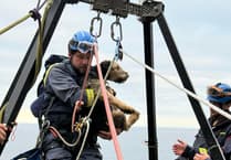 Dog fell off cliffs while chasing rabbits