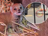 Watch as escaped mongoose is captured on camera in latest sighting