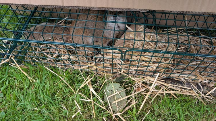 Gef safely back at the Wildlife Park