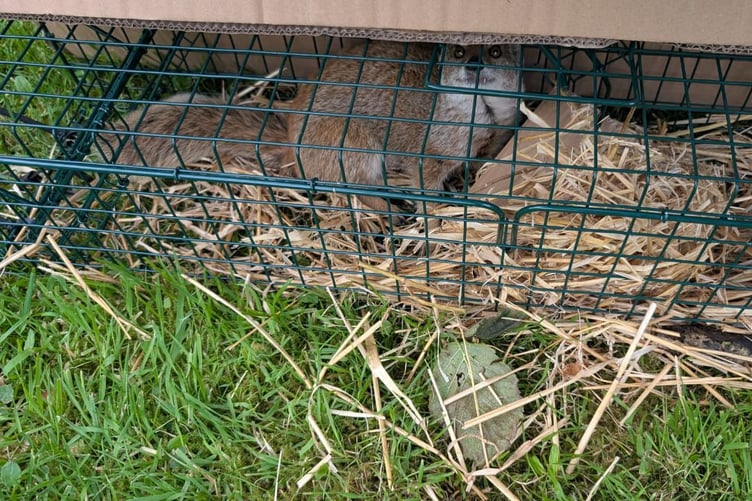 Gef safely back at the Wildlife Park