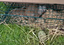 Gef the missing mongoose captured at brewery