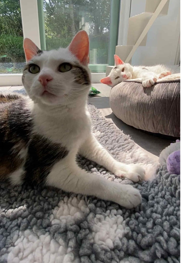 Millie and Mollie are available for adoption from the MSPCA