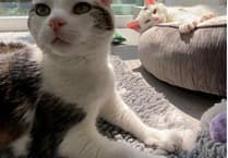 Meet Millie and Mollie: 12-year-old sisters seeking a retirement home