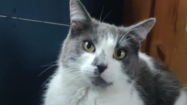 Dusty the cat travelled 400 miles from the Isle of Man to Tavistock