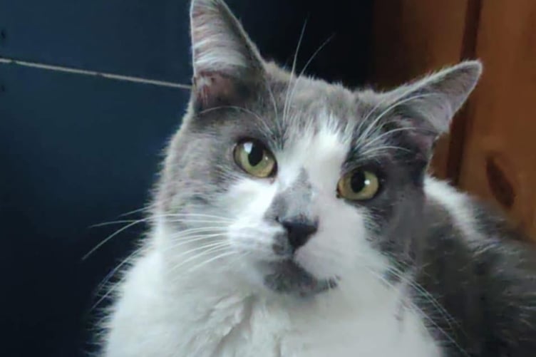 Dusty the cat travelled 400 miles from the Isle of Man to Tavistock