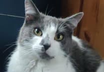 A cat's 'right to roam' explained...after one made it all the way to Devon