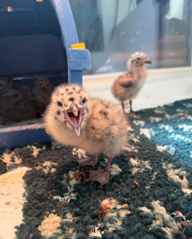 A Herring Gull Chick