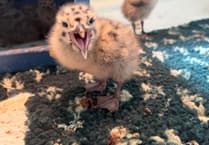 First gull chick of the season arrives as MSPCA offers guidance