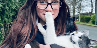 Couple to collect cat who hitched a ride 400 miles to Devon