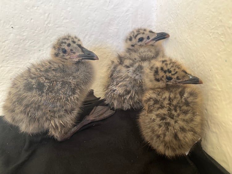 Gull chicks