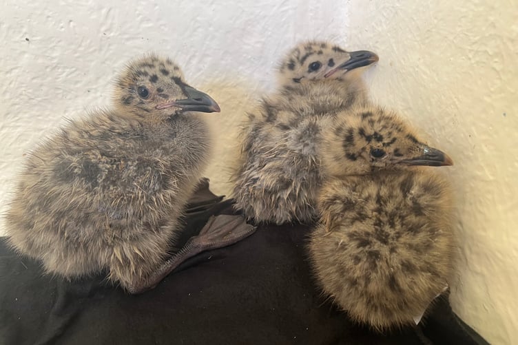 Gull chicks