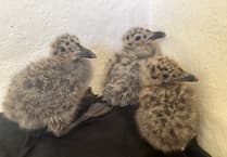 MSPCA column: Herring gull population has decreased by 50% in 25 years