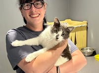 Couple travel 400 miles to bring home cat who hitched a ride to Devon