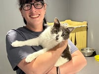 Couple travel 400 miles to bring home cat who hitched a ride to Devon
