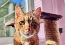 What happens to pets caught up in a divorce battle? Case sparks call for change