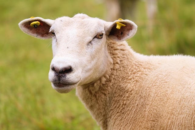 Two sheep dead and two more injured after dog attack in village field