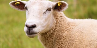 Two sheep dead and two more injured after dog attack in village field