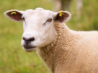 Two sheep dead and two more injured after dog attack in village field