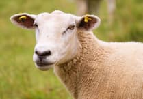 Two sheep dead and two more injured after dog attack in village field