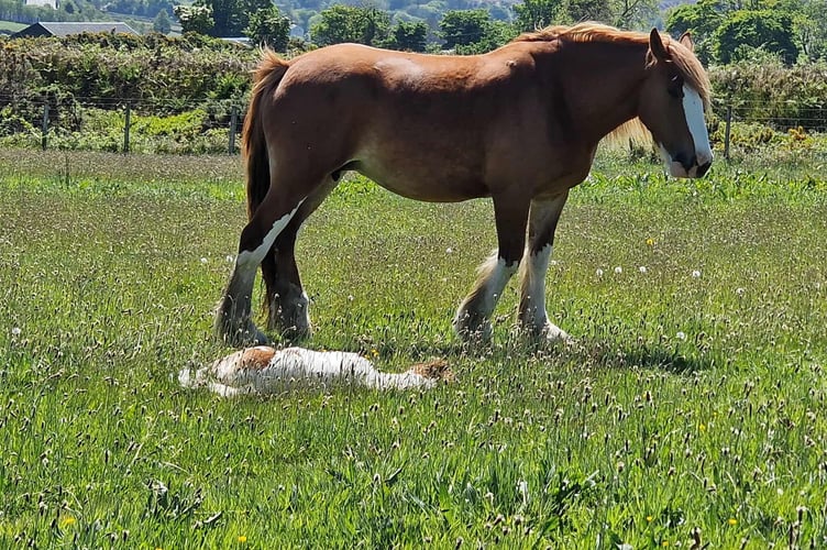 One of the foals resting with mum
