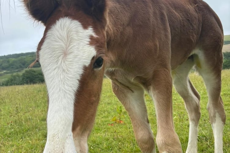 Annies foal