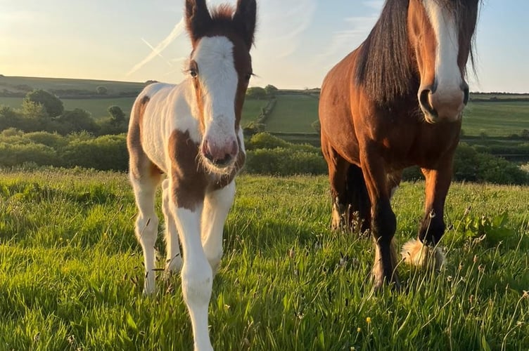 One of the new baby foals enjoying the sunshine