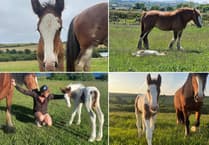 Pictures as Douglas Bay Horse Tramway family welcomes new arrivals