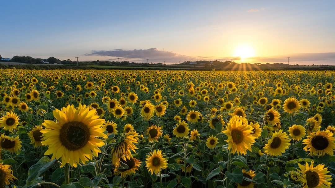 popular-sunflower-field-nearly-in-bloom-as-summer-holidays-approach