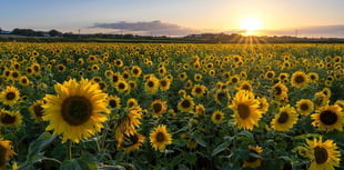 Popular sunflower field nearly in bloom as summer holidays approach