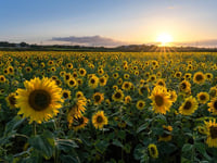 Popular sunflower field nearly in bloom as summer holidays approach