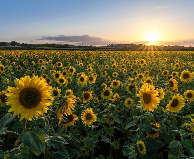 Popular sunflower field nearly in bloom as summer holidays approach