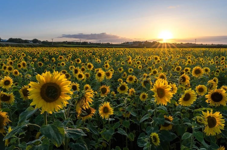Bride Sunflowers has quickly become a summer staple on the Isle of Man