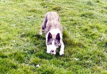 Isle of Man sheepdog fetches £2,700 in online working dog sale