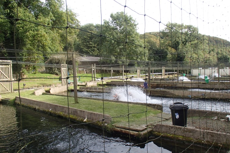 The fish farm in Maughold is opening for the summer holidays