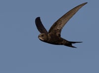 Manx Bird Club hosts free art workshops to help swifts