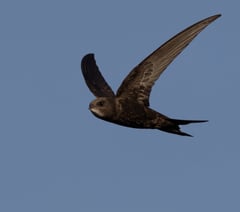 Manx Bird Club hosts free art workshops to help swifts
