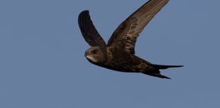 Manx Bird Club hosts free art workshops to help swifts