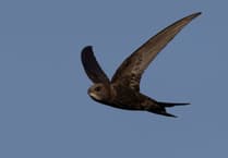 Manx Bird Club hosts free art workshops to help swifts