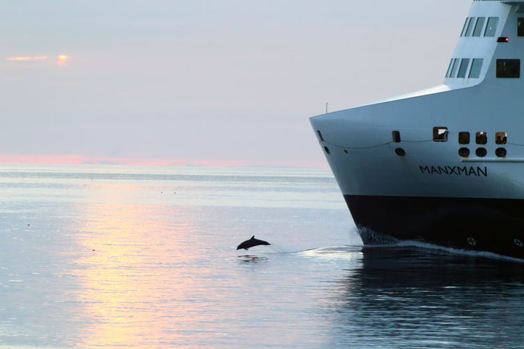 Magical moment a dolphin is snapped bowriding the Manxman off the Peel coast